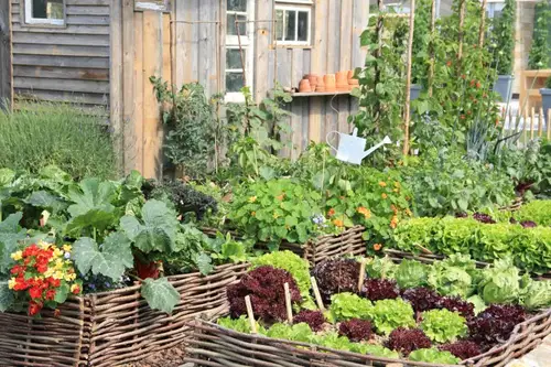 Veganstvo in vrtnarjenje: je možno ustvariti popolnoma “plant-based” vrtiček?