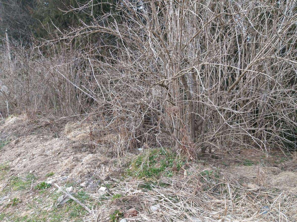 Na voljo 600.000 evrov nepovratnih sredstev za odpravo zaraščanja kmetijskih površin