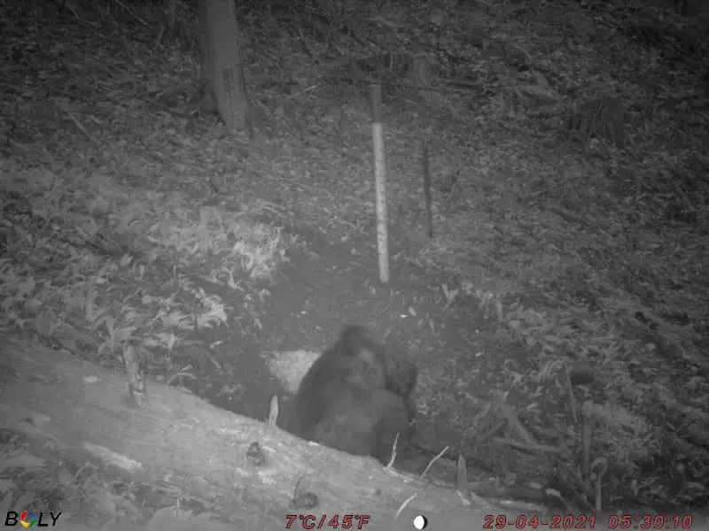 Medveda opazili tudi na območju občine Vitanje ter v LD Rečica ob Savinji (FOTO)