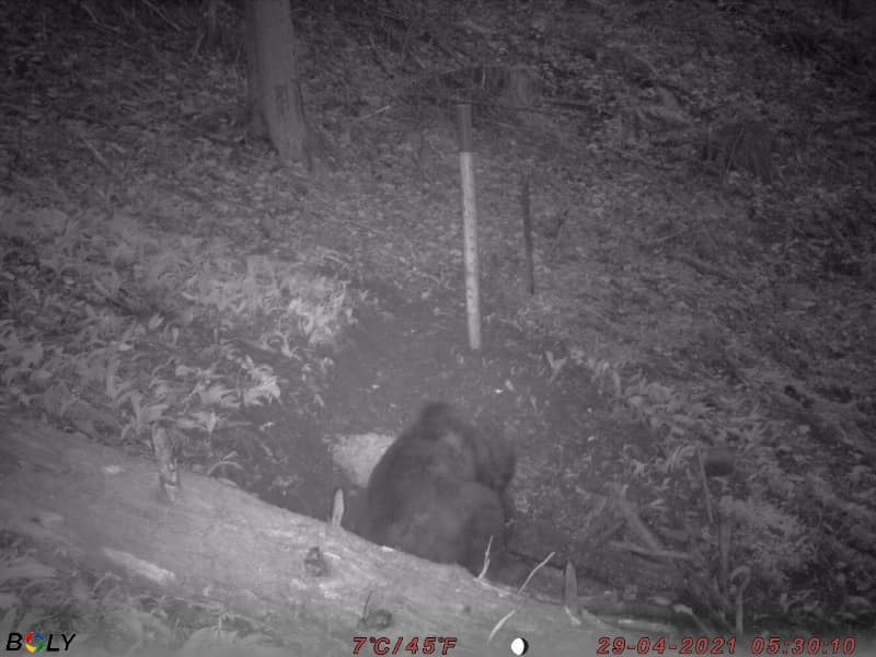 Medveda opazili tudi na območju občine Vitanje ter v LD Rečica ob Savinji (FOTO)