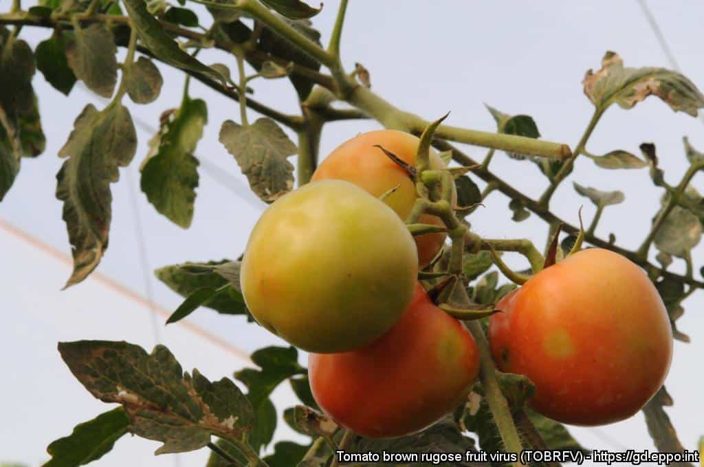Uprava za varno hrano svari pred virusom rjave grbančavosti plodov paradižnika