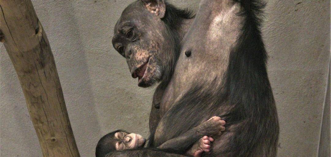 VIDEO: V ljubljanskem živalskem vrtu so se razveselili šimpanzjega podmladka