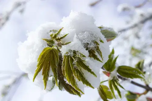 KGZS z nasveti sadjarjem za omilitev škode zaradi nizkih temperatur in zmrzali