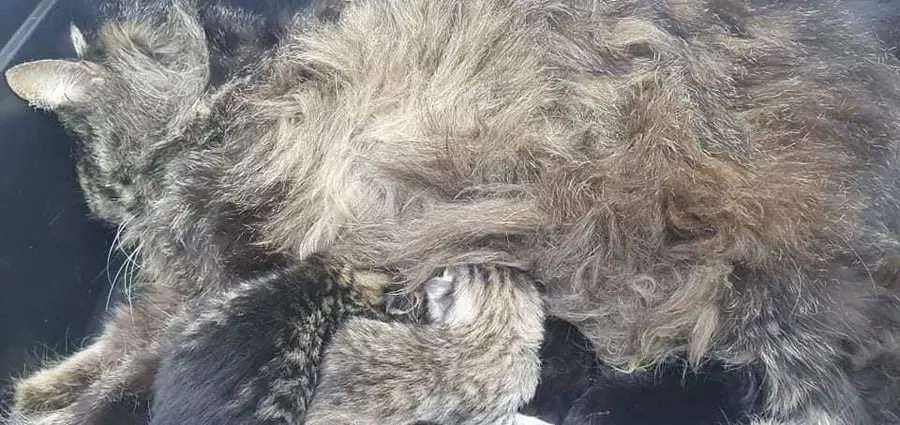 Zaposlene v zavetišču zjutraj pričakal grozljiv prizor