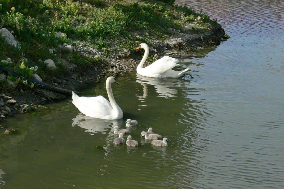 V Kopru ukradli nekaj dni stare labodje mladičke. "Če jih v 48 urah ne vrnejo, bodo poginili"