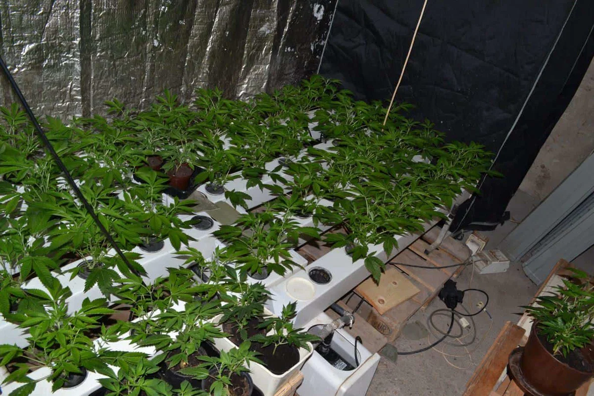 Na območju PU Celje pri 65-letniku zasegli 120 sadik konoplje in več kot sto nabojev različnih kalibrov