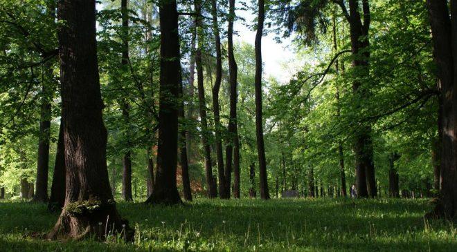 V Grajskem parku na Ravnah se bo odvila dobrodelna akcija "Tečem da pomagam"
