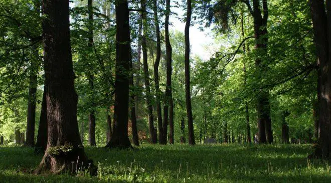 V Grajskem parku na Ravnah se bo odvila dobrodelna akcija "Tečem da pomagam"