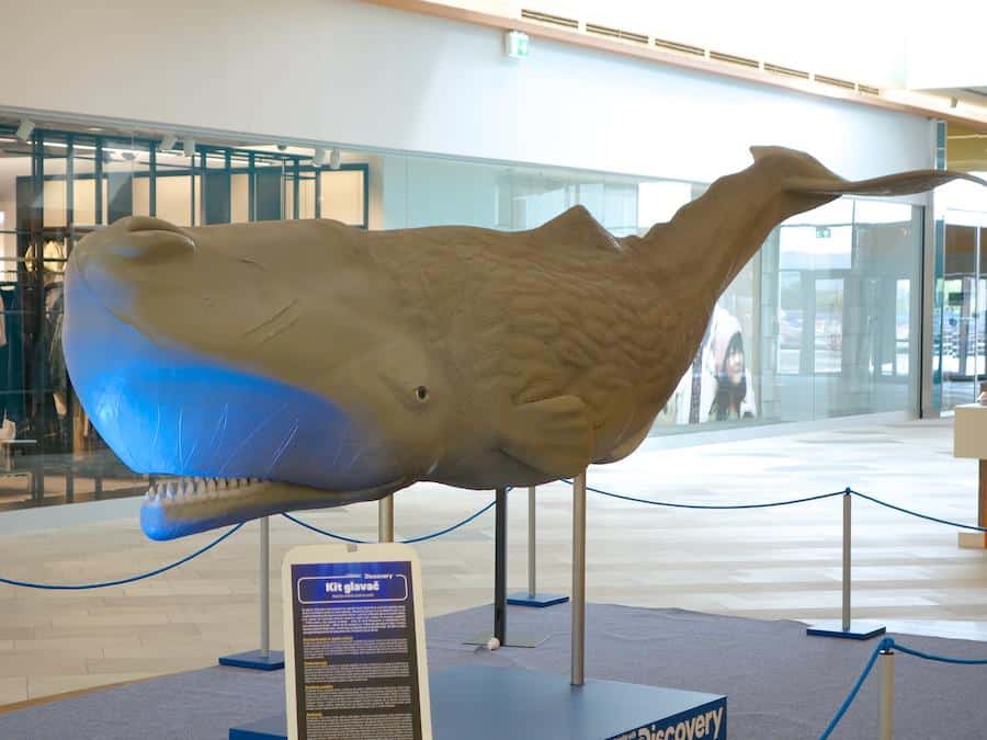 Zastal vam bo dih: V Europarku boste lahko srečali največjo žival na Zemlji in belega morskega psa