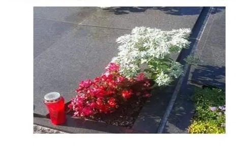 Komunala Mežica poziva, da te strupene rože odstranite tudi z grobov