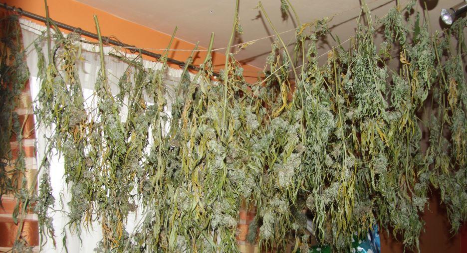 Na območju PU Celje 34-letnemu moškemu zasegli konopljo (FOTO)