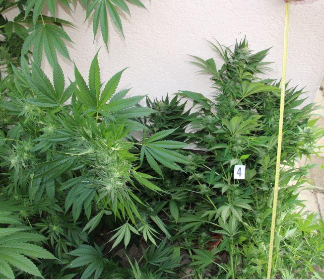 FOTO: Slovenjgradčanu zasegli več konoplje