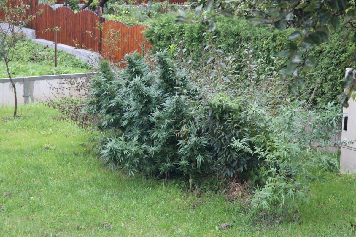 FOTO: Na območju Dravograda zasegli več konoplje