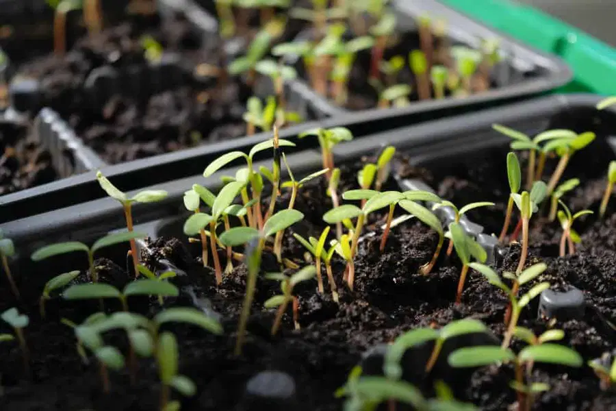 Sejanje trave - kdaj jo sejati in kako pripraviti zemljo na sejanje?