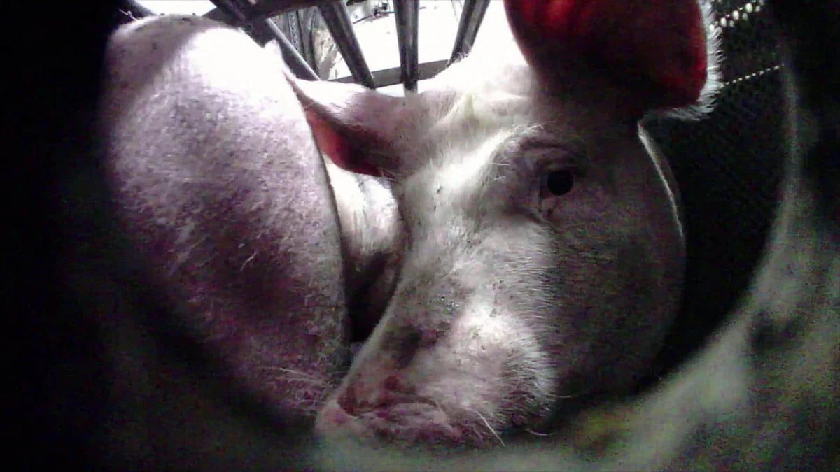 VIDEO: Dogajanje v mariborski klavnici: Zaposleni živali tepejo, vpijejo nanje in jih suvajo s palicami - POZOR, nazorna vsebina!