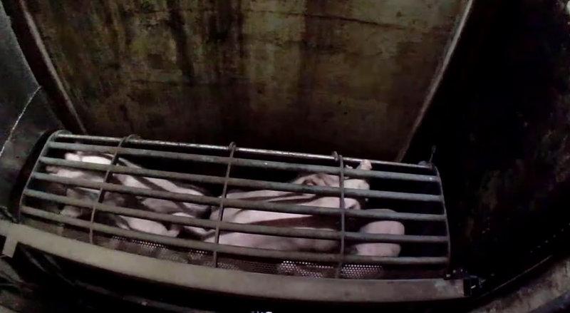 V Košakih obžalujejo neustrezno ravnanje z živalmi na posnetkih