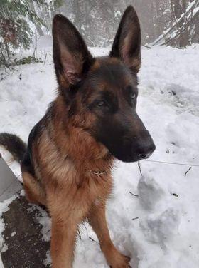 Preklica iskanja: Psička Stela je spet doma