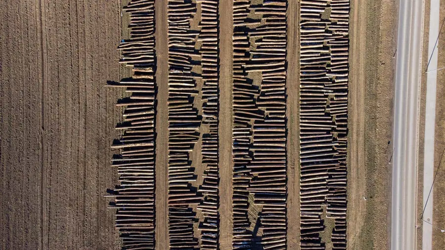 Priprave na licitacijo vrednejšega lesa v Slovenj Gradcu že v polnem teku