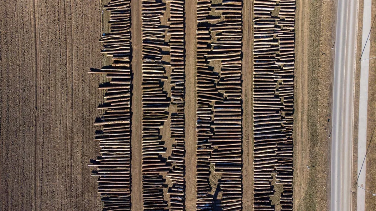 Priprave na licitacijo vrednejšega lesa v Slovenj Gradcu že v polnem teku