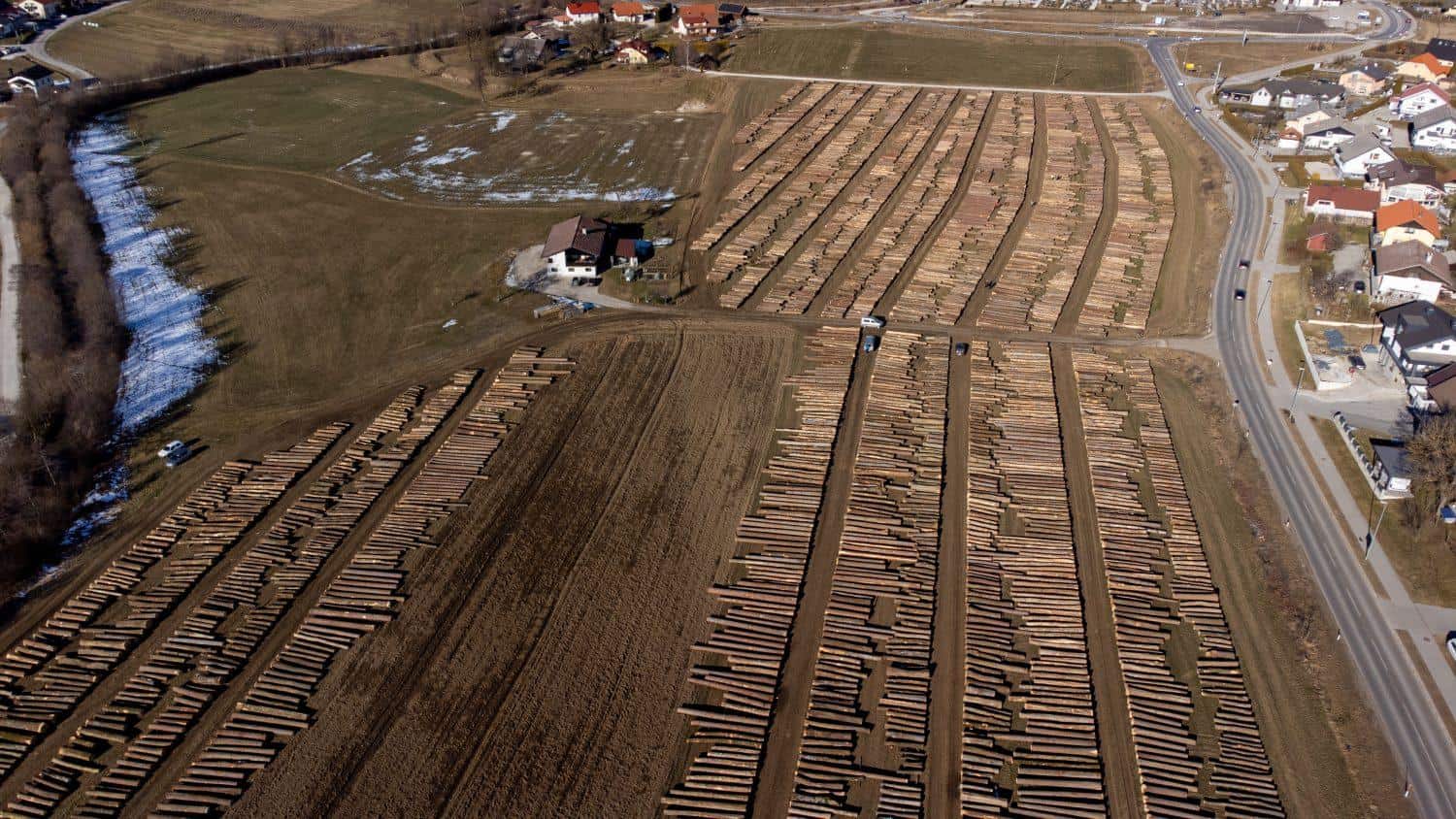 Na letošnji licitaciji v Slovenj Gradcu več kot 6000 kubičnih metrov lesa (FOTO)