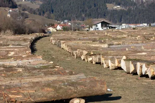 Kupci začeli odvažati hlodovino, v drugem krogu licitacije 219 hlodov