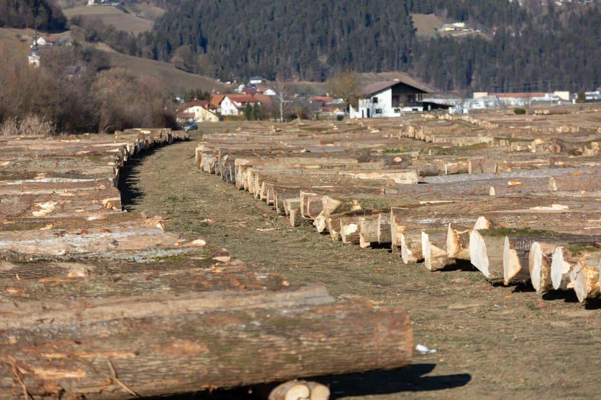 Ponudbe za več kot 6300 hlodov vrednejšega lesa še do petka