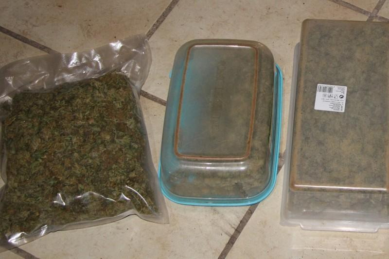 Na območju PU Celje zasegli več konoplje (FOTO)