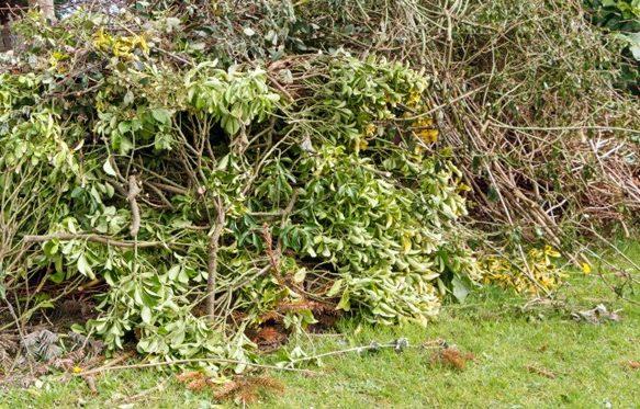 Kocerod: Na vseh zbirnih centrih bo en mesec mogoča brezplačna oddaja zelenega odreza