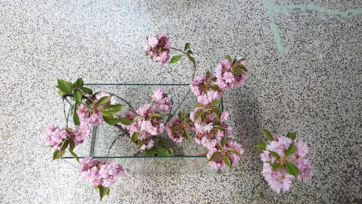 Isidora Todorić je zmagovalka umetniškega natečaja Koroška, kdo si?