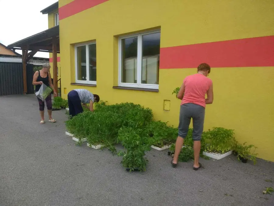 V Šmartnem pri Slovenj Gradcu možen brezplačen prevzem sadik za vse, ki so včeraj ostali brez vrtnin