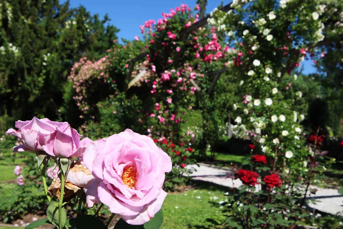 V Arboretumu Volčji Potok se obeta veliko praznovanje ljubiteljske kulture. Zbirali bodo tudi sredstva za otroke, obolele za rakom