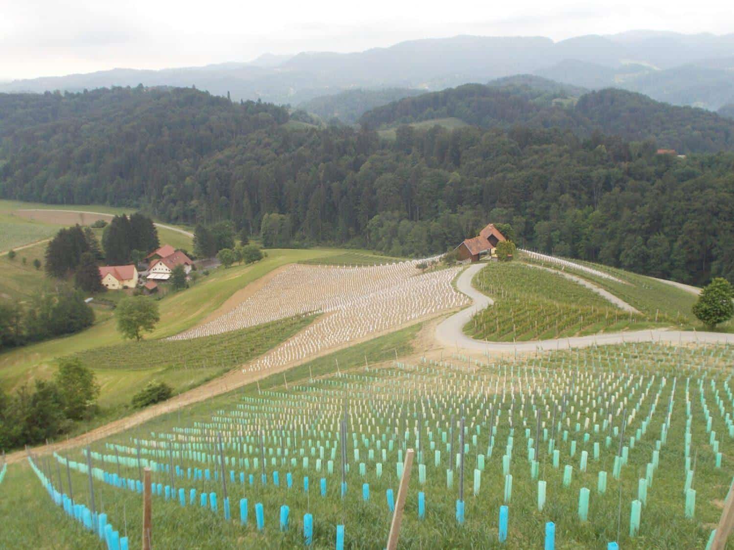 Turistični razgledi na Slovenijo: Srce ima več izgledov, Slovenske gorice I. del. Lahko je rdeče in ljubeče, lahko pa je tudi zeleno, polno ljubezni