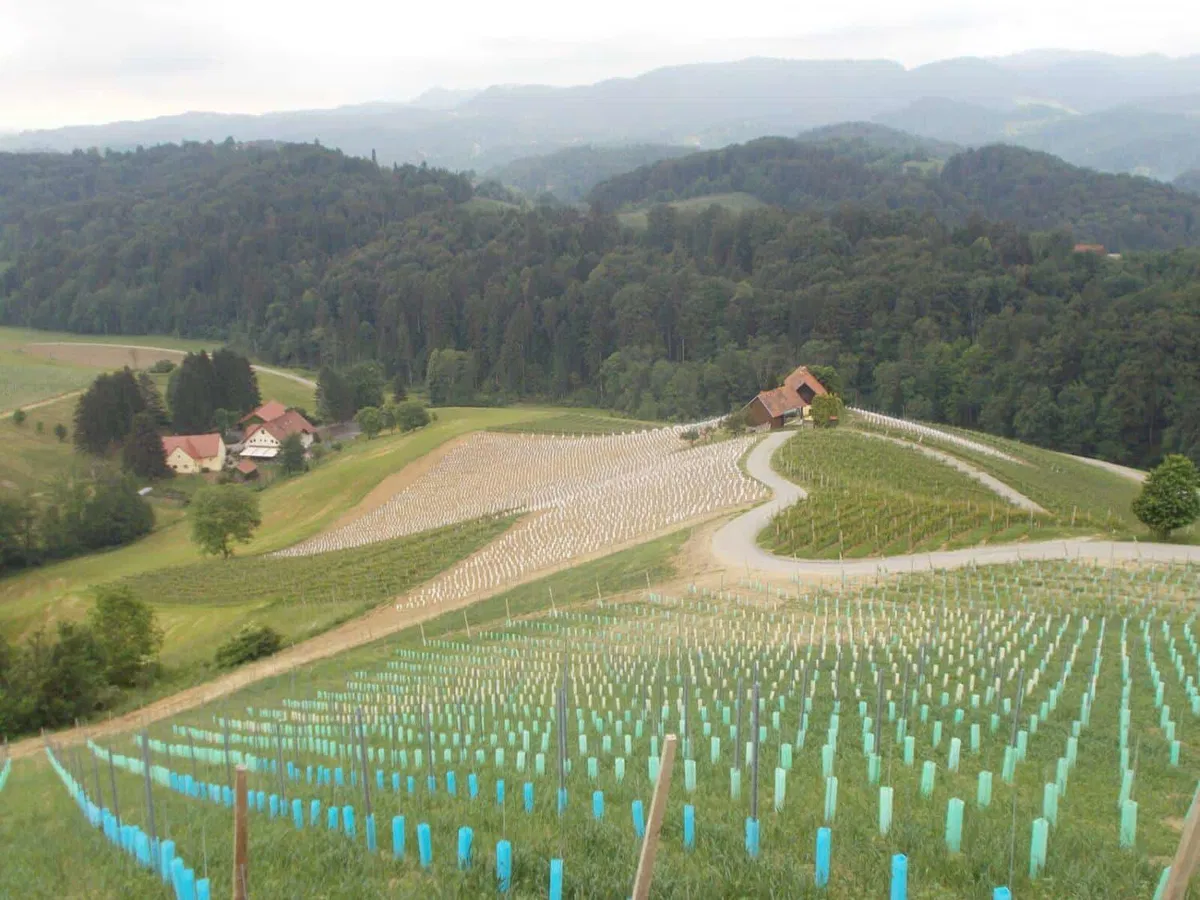 Turistični razgledi na Slovenijo: Srce ima več izgledov, Slovenske gorice I. del. Lahko je rdeče in ljubeče, lahko pa je tudi zeleno, polno ljubezni