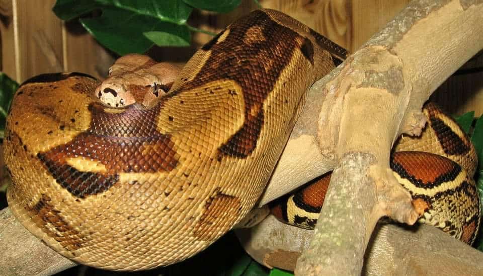 Na Ravnah boste lahko uživali tudi v družbi eksotičnih živali