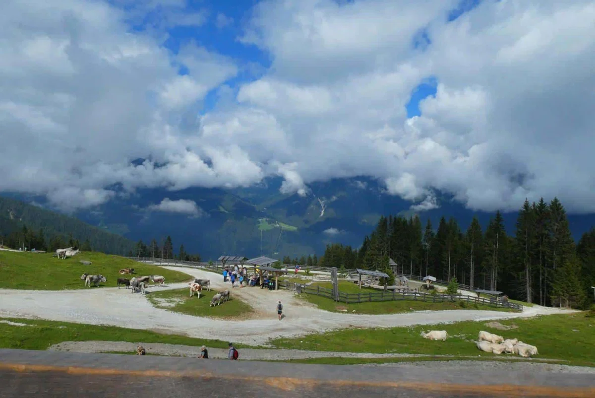 Ameriški šolarji v avstrijskih gorah bežali pred kravami in se izgubili