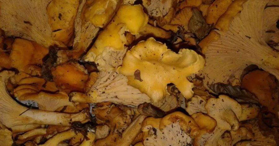 Sezona gob v polnem teku, inšpektorji so že na delu