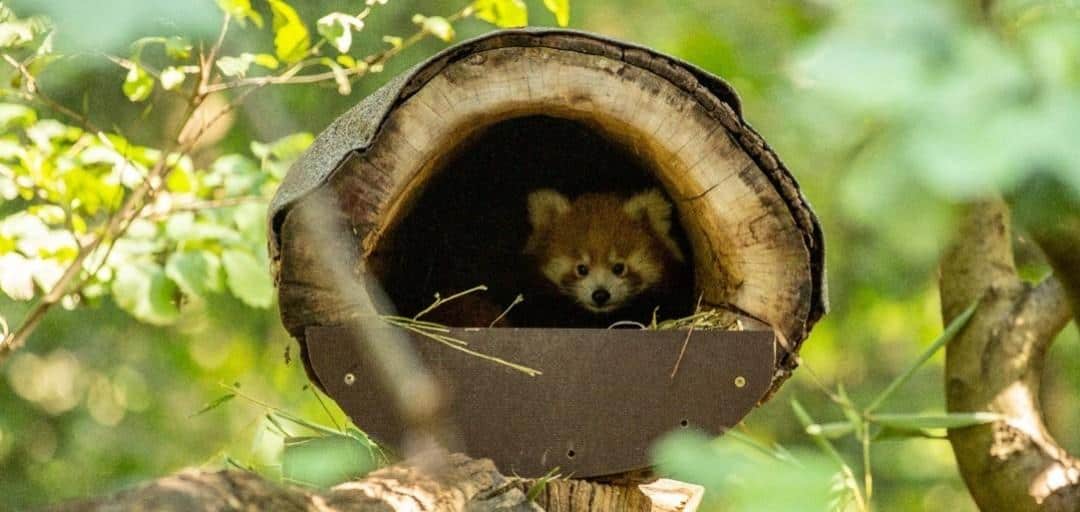 V ljubljanskem živalskem vrtu se je prvič skotil mladič mačjih pand (VIDEO in FOTO)