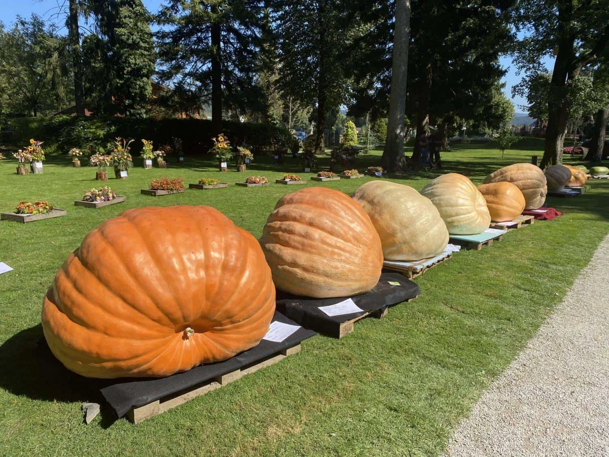 V Mozirskem gaju 12. tekmovanje za najtežjo bučo