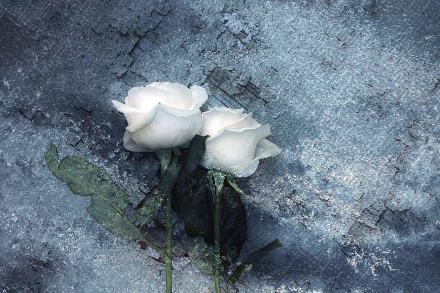 Na Koroškem lani zaradi samomora umrlo 15 oseb