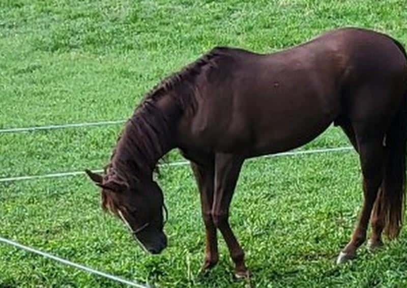 Na Prevaljah s pašnika pobegnil konj. Lastniki prosijo za pomoč