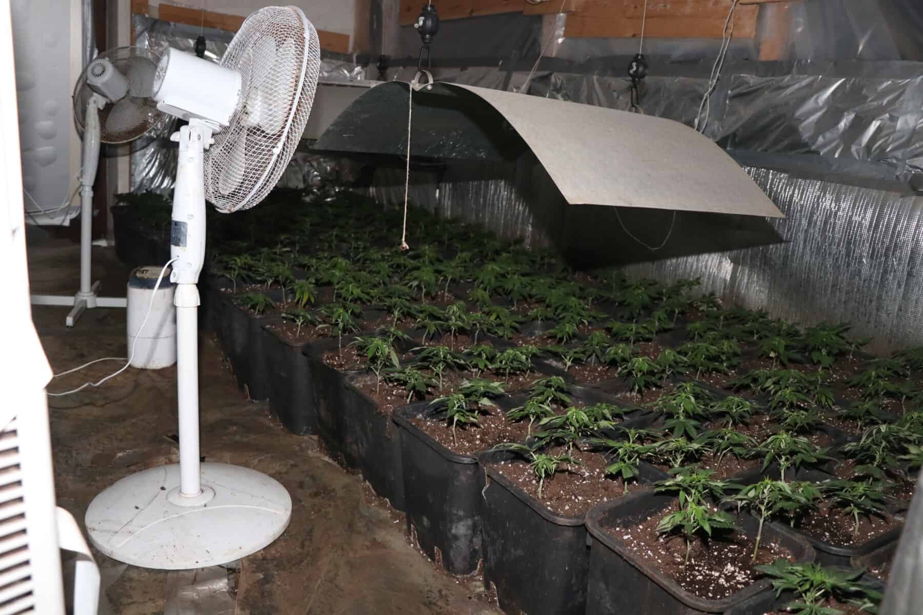 V Radljah zasegli 1200 sadik konoplje ter orožje.  S prodajo bi zaslužili preko 40.000€