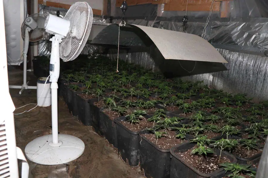 V Radljah zasegli 1200 sadik konoplje ter orožje.  S prodajo bi zaslužili preko 40.000€