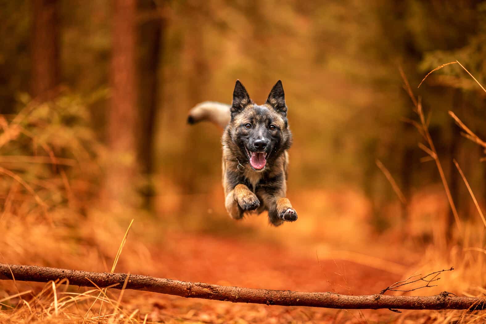 Novost: Tako so v Slovenj Gradcu poskrbeli za vaše štirinožne prijatelje