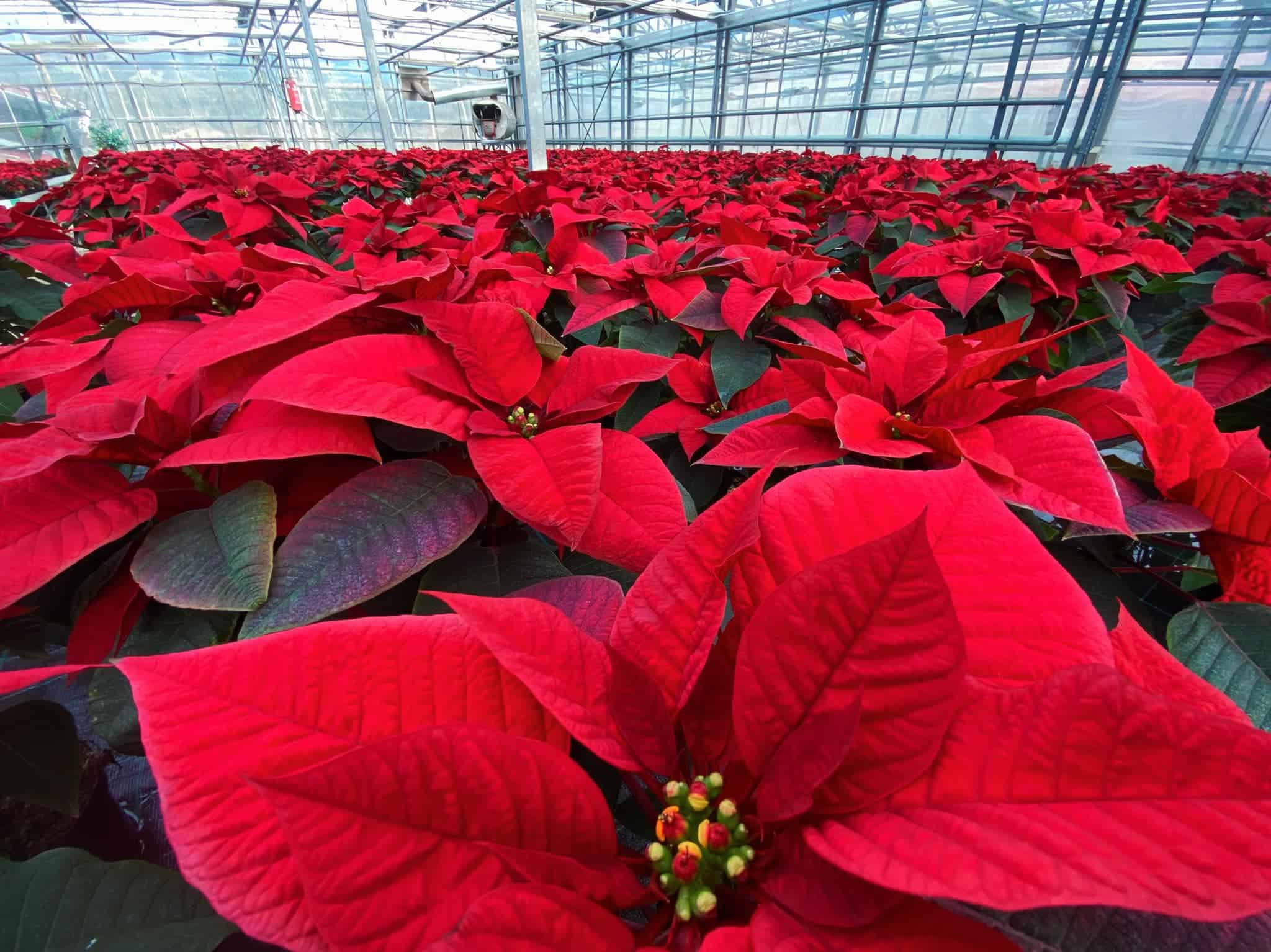 Božične zvezde iz Šmartna pri Slovenj Gradcu bodo krasile baziliko v Vatikanu