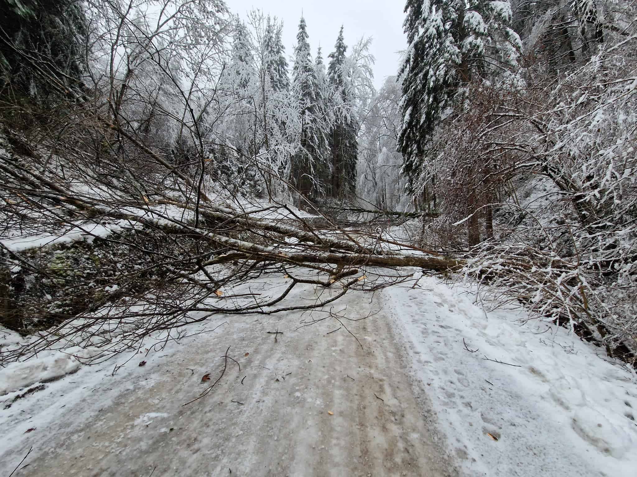 Zaradi podrtega drevja zaprta cesta na Graško Goro