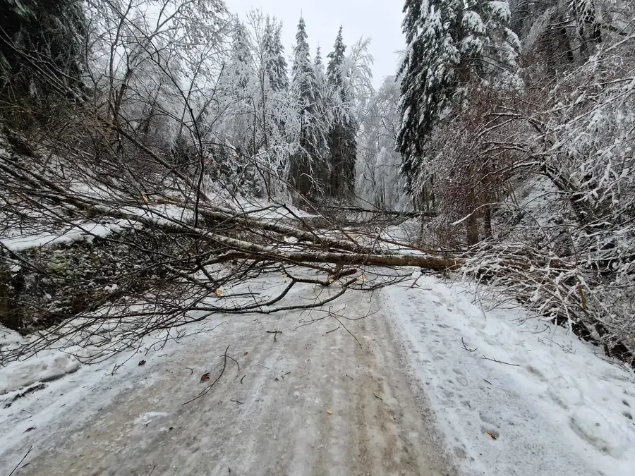 Zaradi podrtega drevja zaprta cesta na Graško Goro
