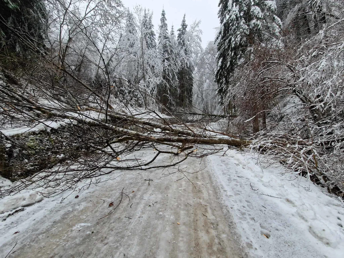 Zaradi podrtega drevja zaprta cesta na Graško Goro