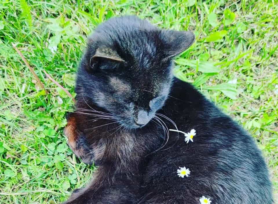 V Slovenj Gradcu mucko najprej ustrelil, nato še udaril z lopato