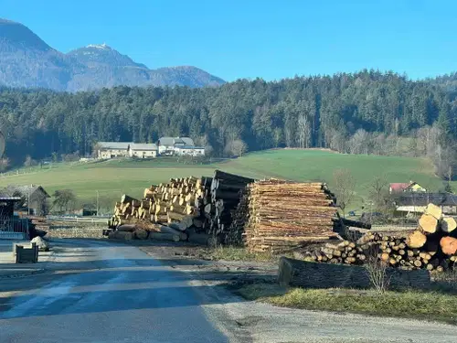 Organizatorji licitacije lesa naposled upajo na ugodnejše vremenske razmere za izvedbo