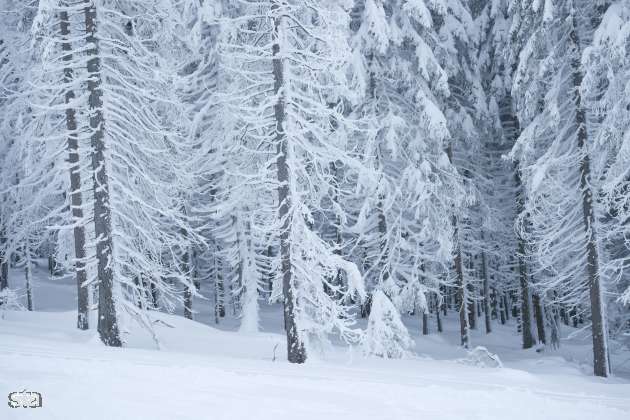 Obeta se obilna snežna pošiljka, možni snegolomi
